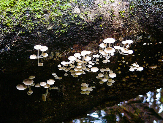 Delicate mushrooms sprouting on a fallen tree