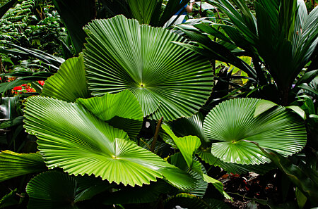 Licuala Fan Palm, Cairns Botanic Gardens Conservatory