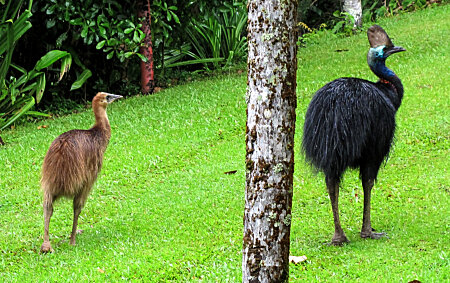 Young Cassowary & Male Cassowary at Etty Bay