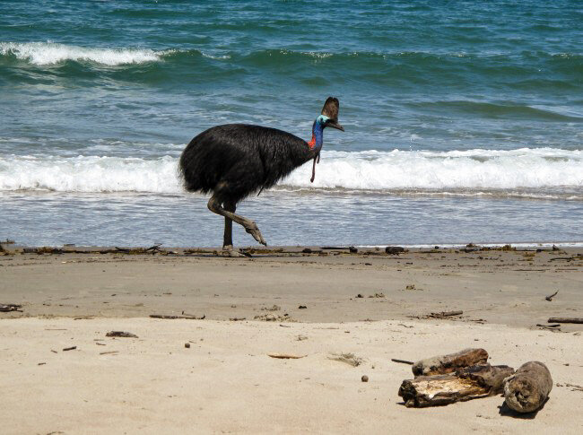 Cassowary walking the tideline, Etty Bay
