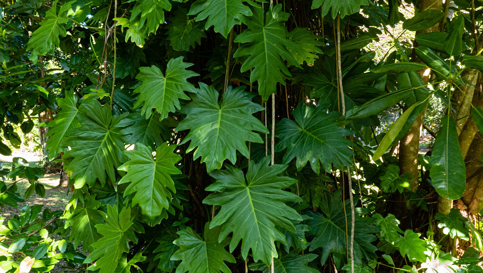Philodendron