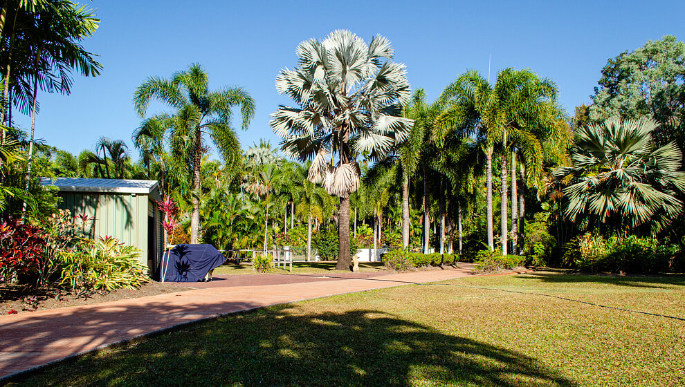 Magnificent palms in the front garden