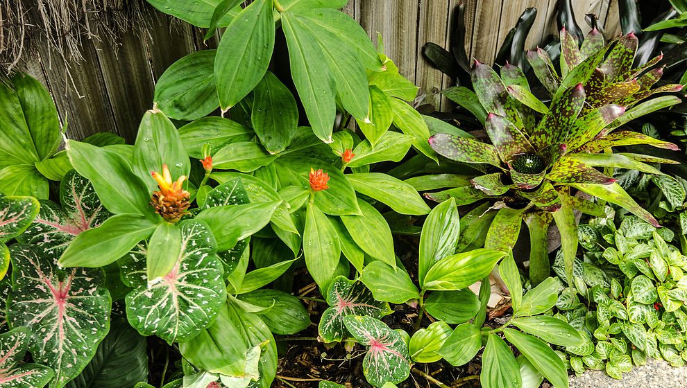 Apollo Quay apartment - Caladiums Costas Bromeliads