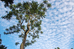 Pencil Cedar against a mackerel sky, Goomboora Park