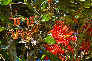 Firewheel Tree flowers (Stenocarpus sinuatus), Goomboora Park in December