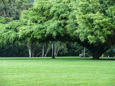 Fig tree Goomboora Park