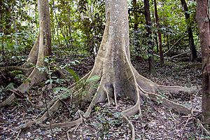 Buttress tree roots, Goomboora Park rainforest
