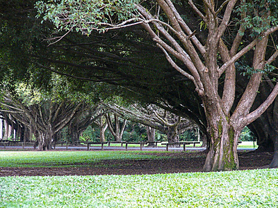 Fig trees, Goomboora Park