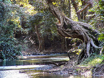 Freshwater Creek runs through Goomboora Park