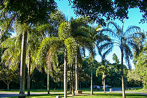 Foxtail Palms, Goomboora Park